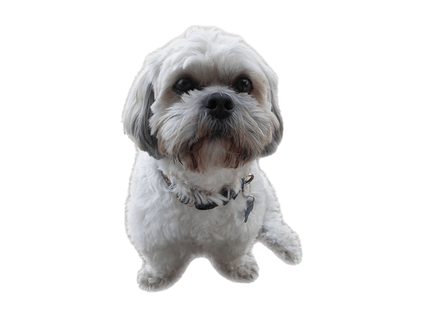 Scoundrel Shih Barney Hell Hound PNG