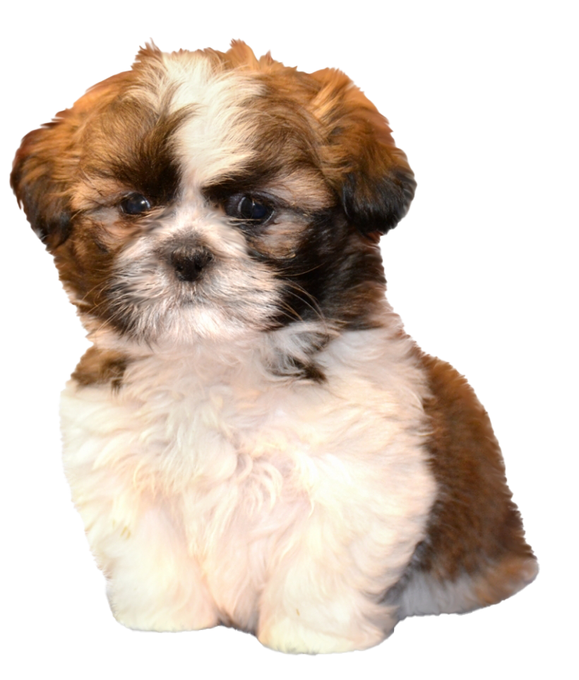 Handler Jackal Tzu Turd Andiron PNG