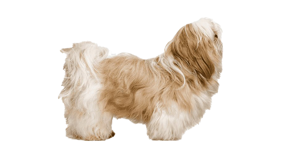 Sled Shih Doggy Biscuit Sleigh PNG