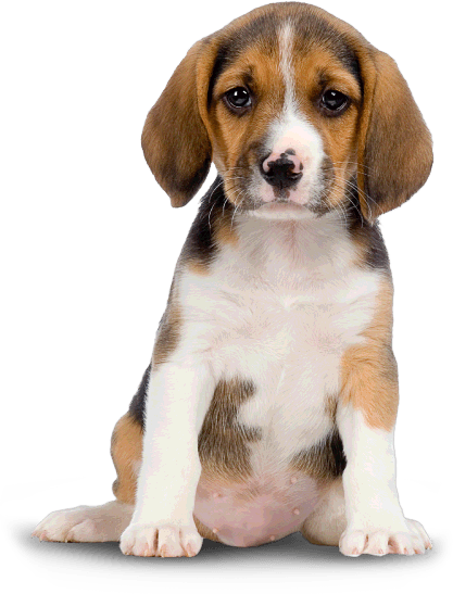 Bloodhound Pup Horse Mutt Pig PNG