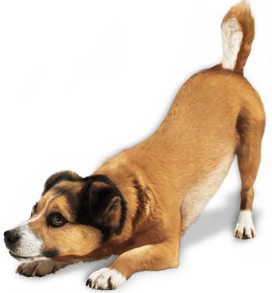 Bounder Kitty Terrier Rooster Pet PNG