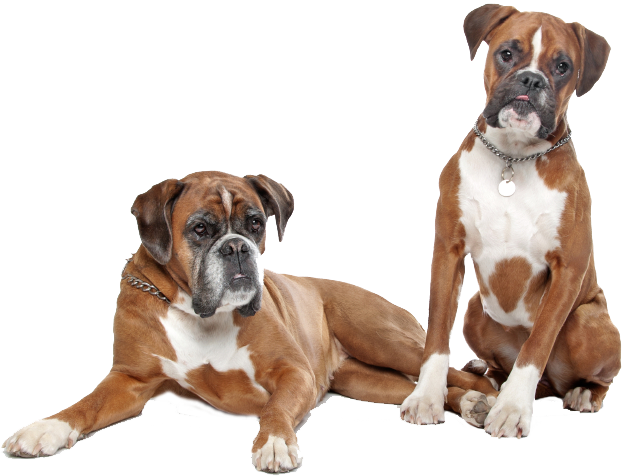 Buddy Lapdog Barney Boxer Doll PNG