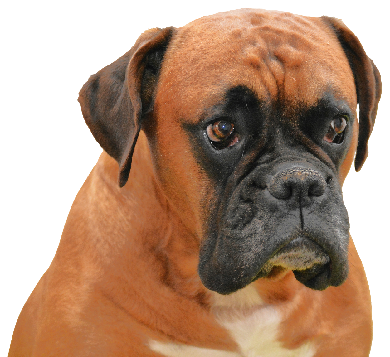 Face Dog Rooster Boxer Andiron PNG