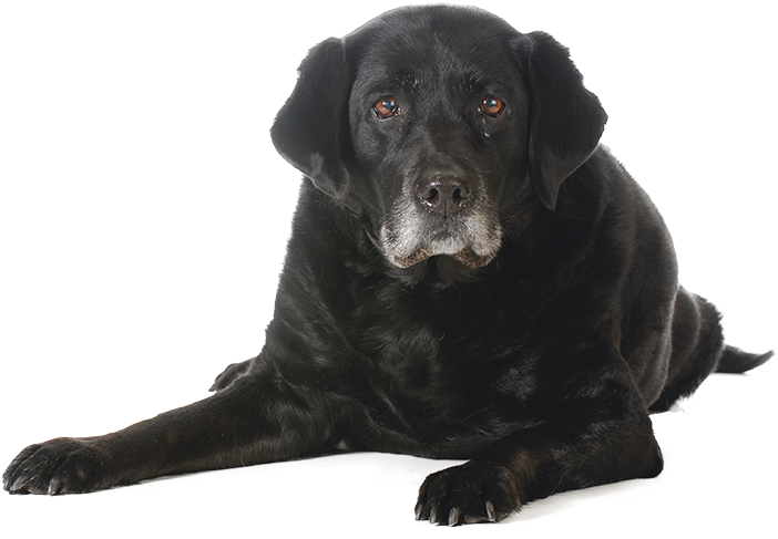 Blackguard Black Sitting Dog Whelp PNG