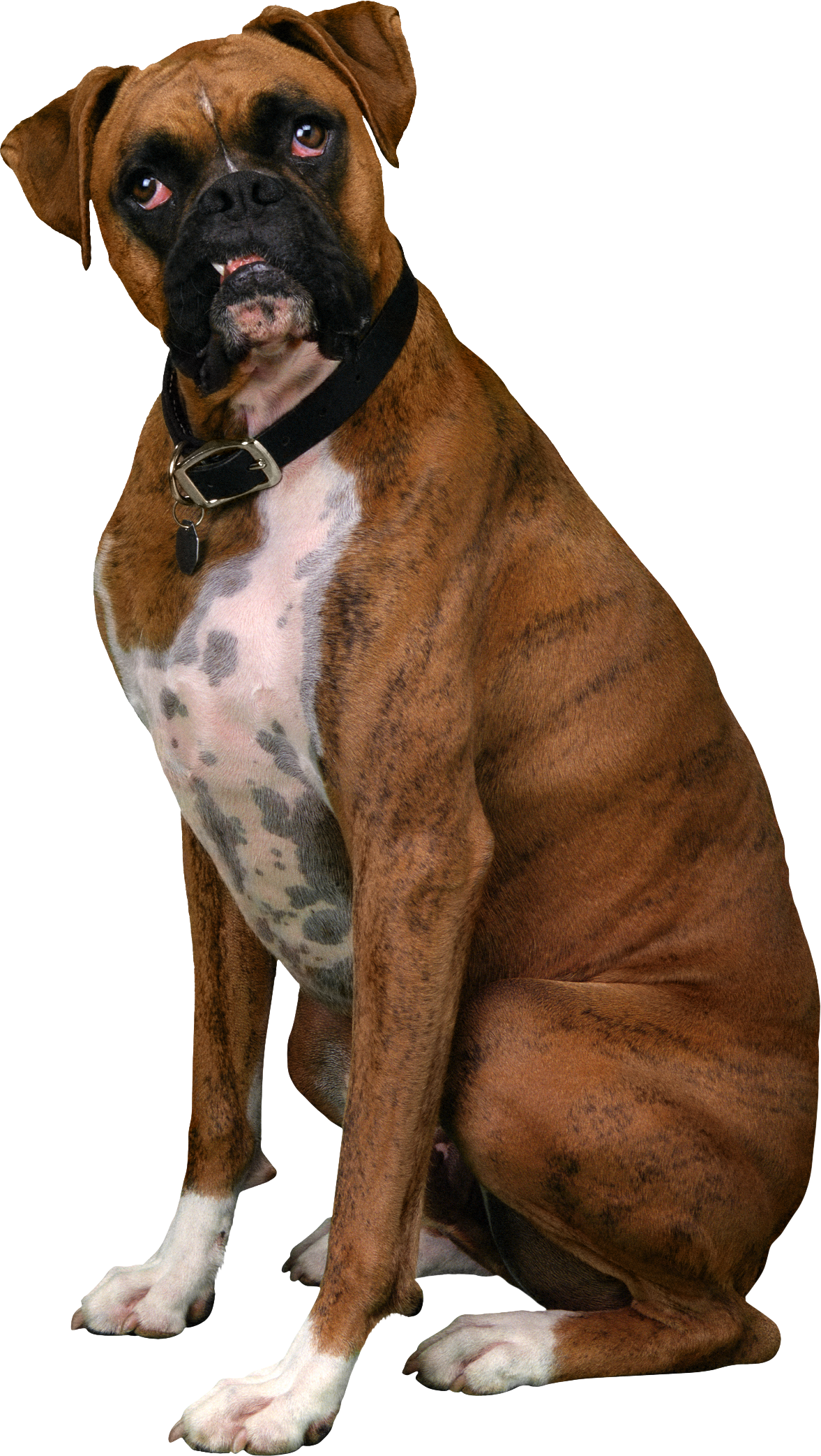 Animals Heel Tail Pawl Boxer PNG