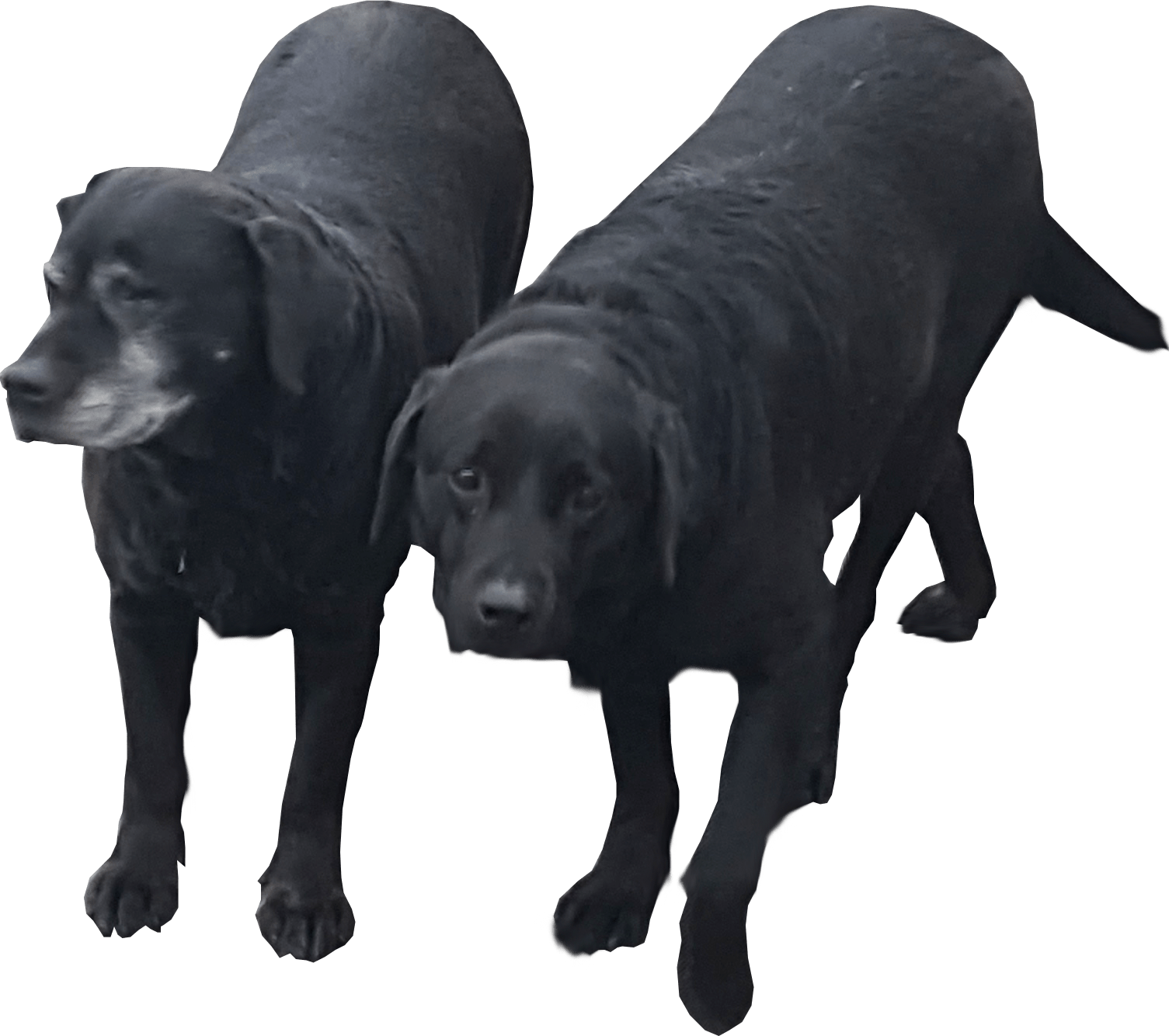 Couple Boring Terrier Barney Stinker PNG