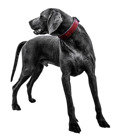 Pack Dog High Doggy Tail PNG