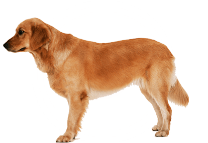 Pets Planet Trail Bounder Canine PNG