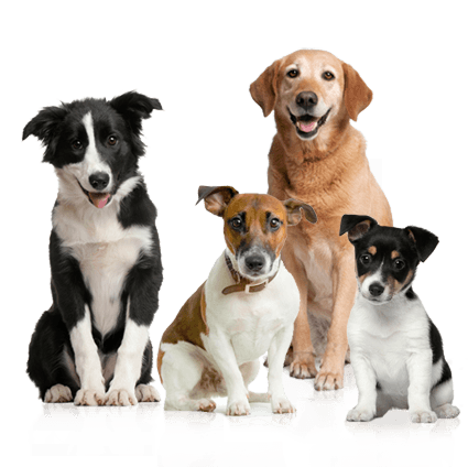 Pooch Pet Green Dogs Goat PNG