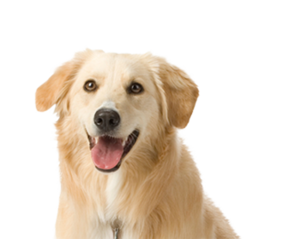 Face Canine Dude Rabble Sausage PNG