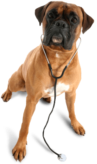 Pets Family Pooch Planet Animal PNG