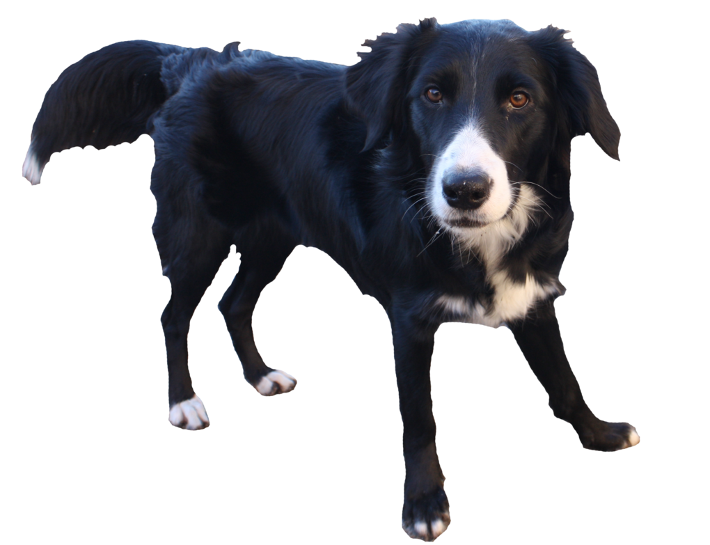 Pawl Border Collie Doggy Terrier PNG