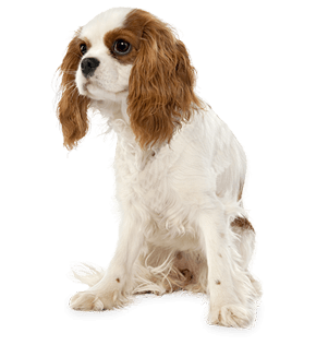 Dog Family Doggy Terrier Green PNG