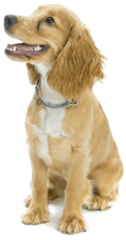 Tail Andiron Hound Kitten Canine PNG