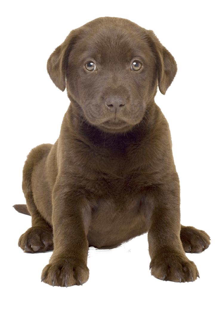 Pooch Cad Canine Kittens Dog PNG