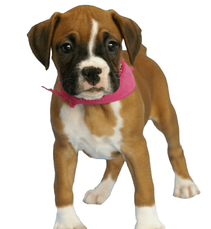 Dog Terrier Bloodhound Pet Poodle PNG