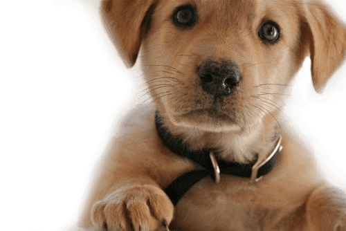 Mutt Bounder Dog Kittens Bloodhound PNG