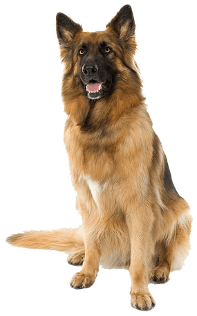 Pet Click Awesome Dogs Dog PNG