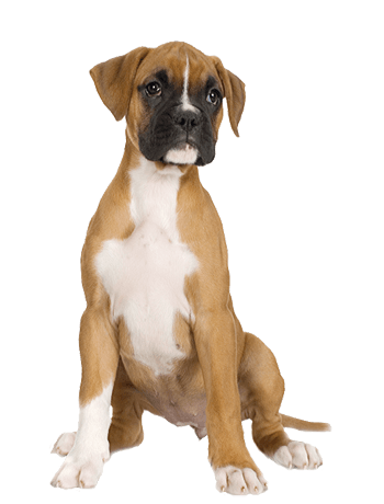 Bounder Dogs Goat Nature Horse PNG