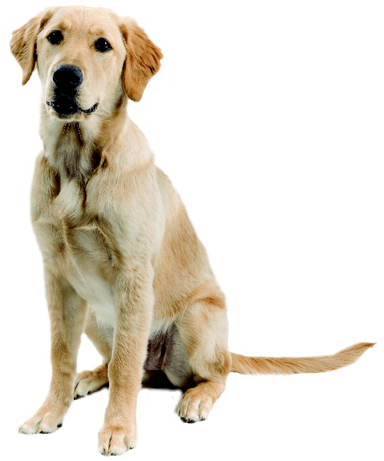 Flakes Pet Handler Dogs Animal PNG