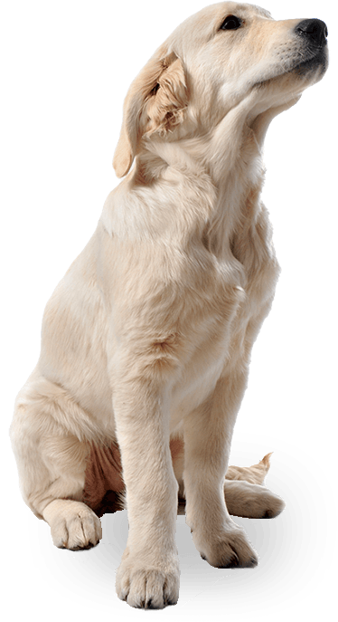 Mutt Poodle Tail Pooch Kittens PNG