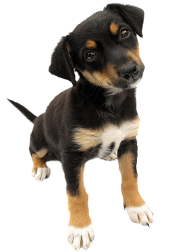 Dog Andiron Animals Canine Stray PNG