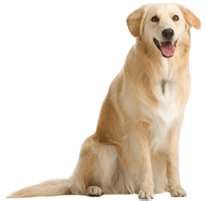 Puppy Dogs Cat Pawl Heel PNG