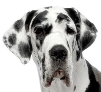 Dog Flakes Pet Pup Animal PNG