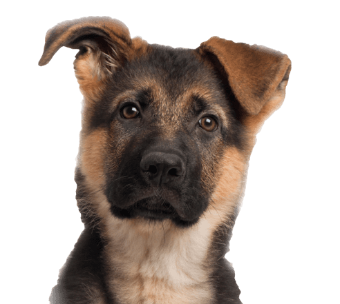 Animal Dogs Mutt Bloodhound Pet PNG