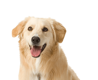 Mutt Animal Poodle Dog Pet PNG