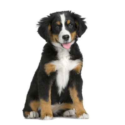 Animals Dog Canine Doggy Life PNG