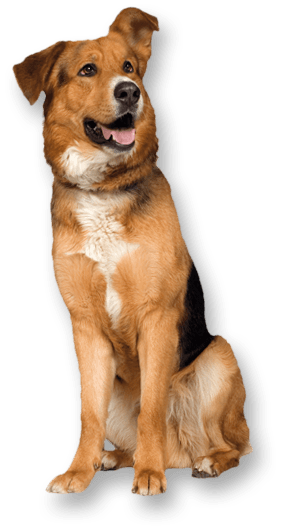 Cad Horse Canine Pooch Dog PNG