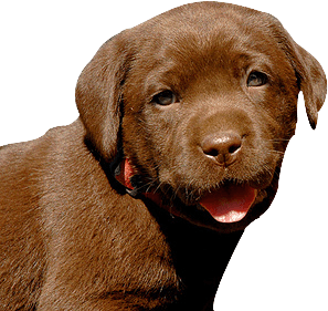 Life Puppy Chase Handler Dog PNG