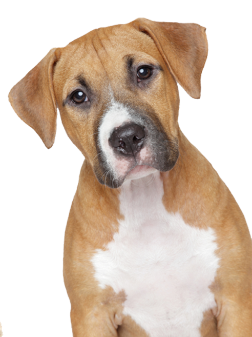 Puppy Pup Dog Adorable Stray PNG
