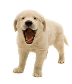 Pets Bounder Dog Dogs Terrier PNG