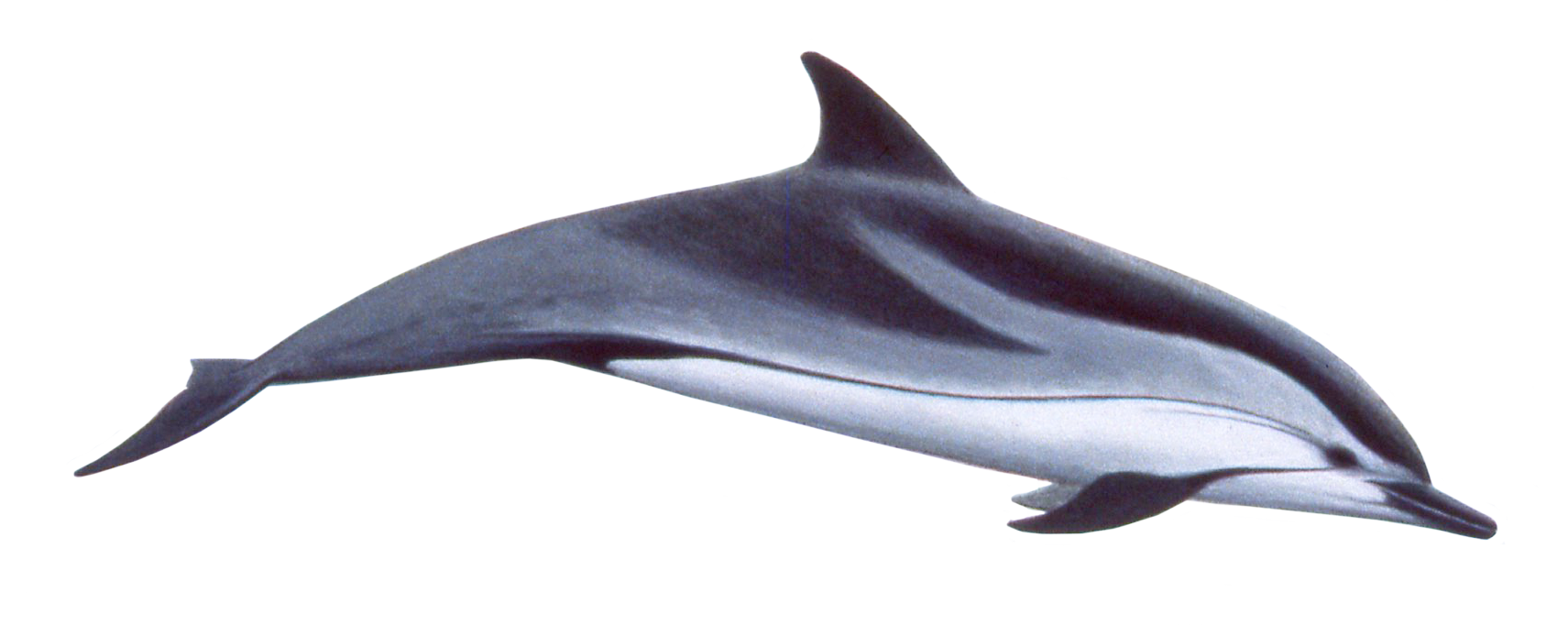 Green Nature Animals Dolphin Humpback PNG