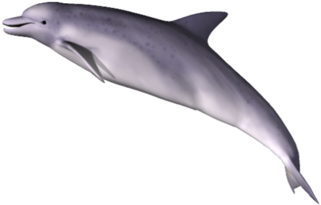 Ecology Humpback Dolphin Shark Nature PNG