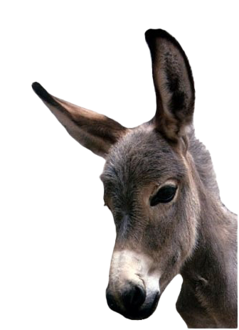 Animals Whinnying Donkey Clown Horsey PNG