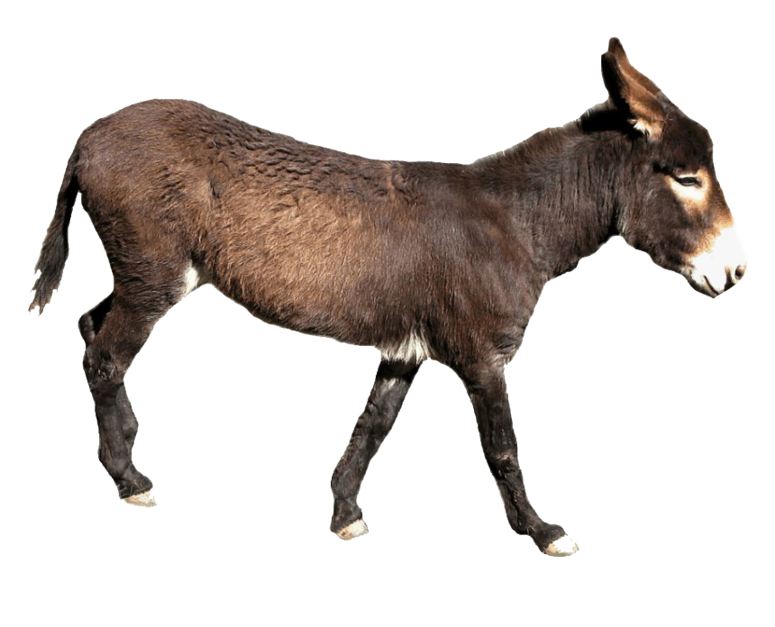 Horsey Huskies Barn Rabbit Donkey PNG