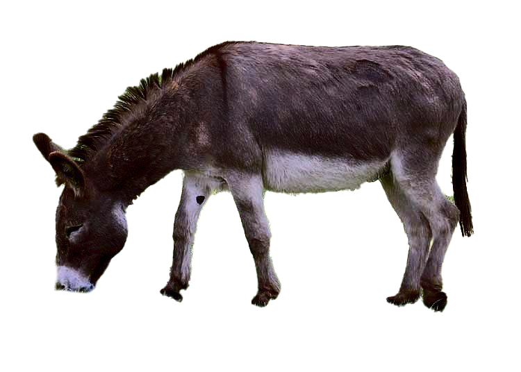 Sheepdog Buckboard Oxen Animals Ponies PNG