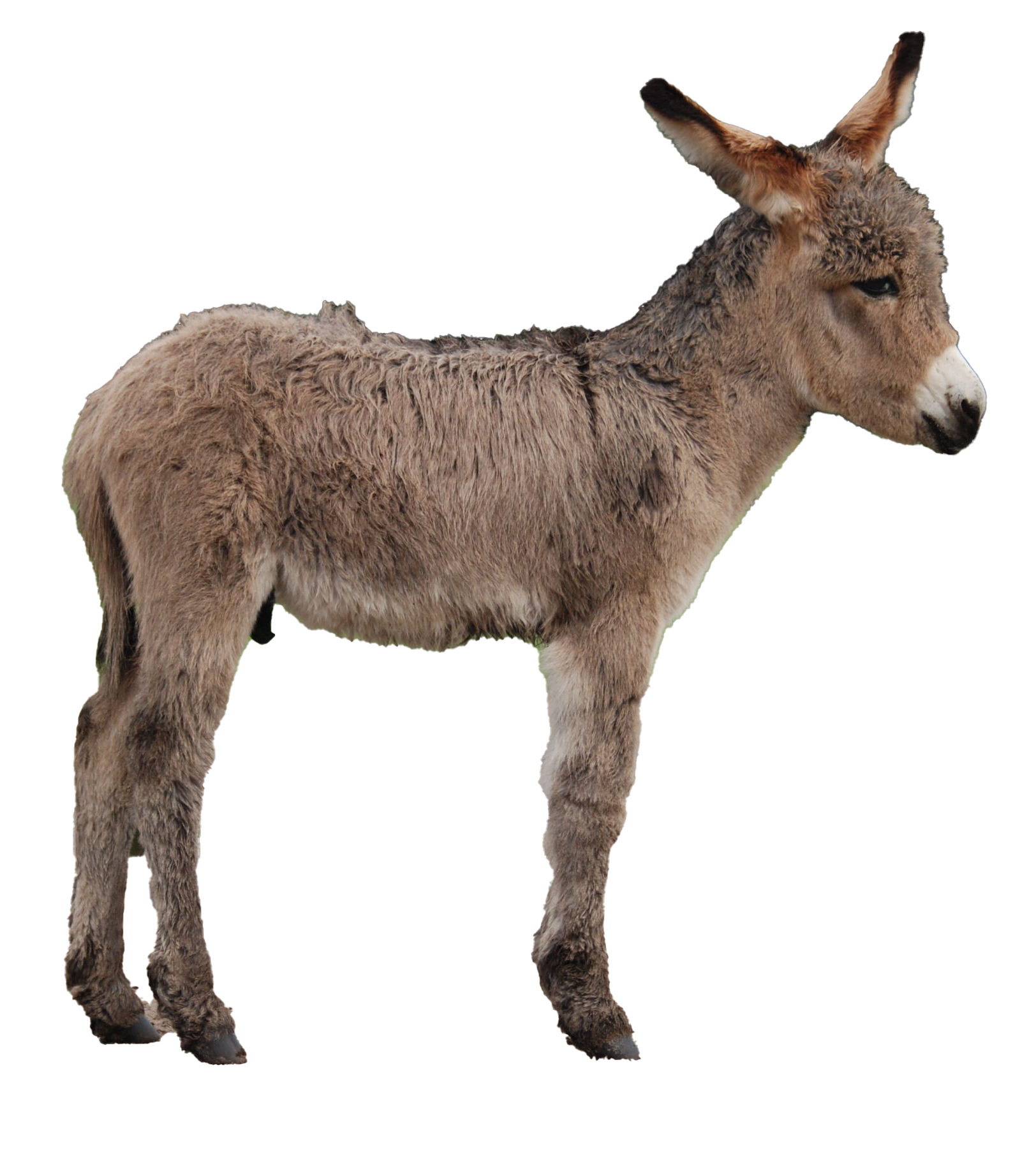 Burro Ponies Topic Animals Phone PNG