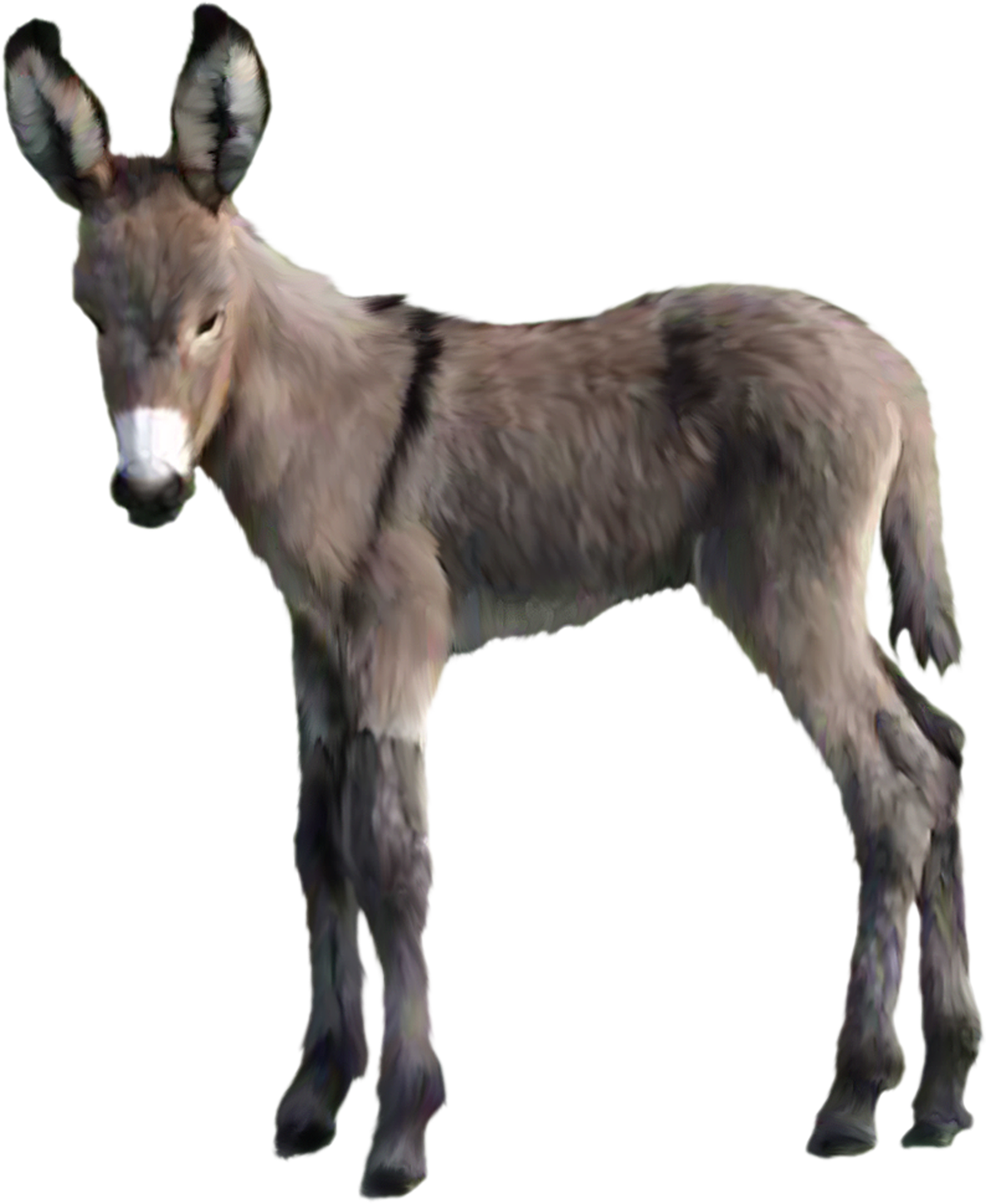 Chariot Donkey Animal Tabbies Mule PNG
