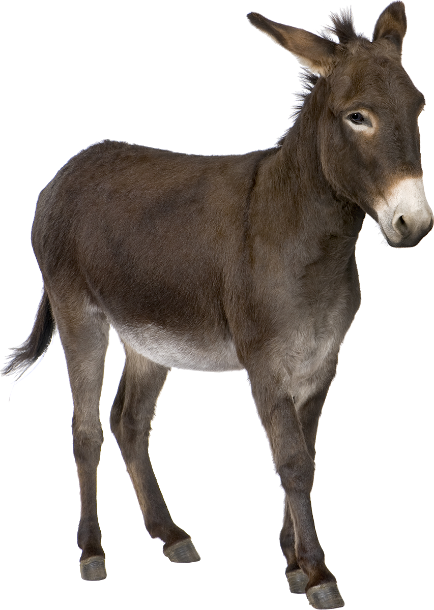 Donkey Ponies Picadors Animal Sheep PNG