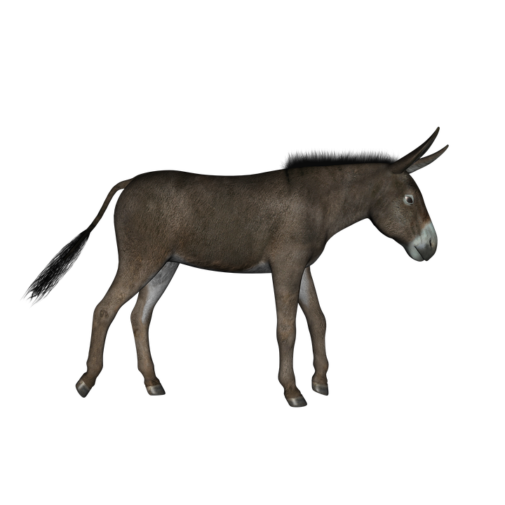 Buffalo Donkey Oxen Animal Phone PNG