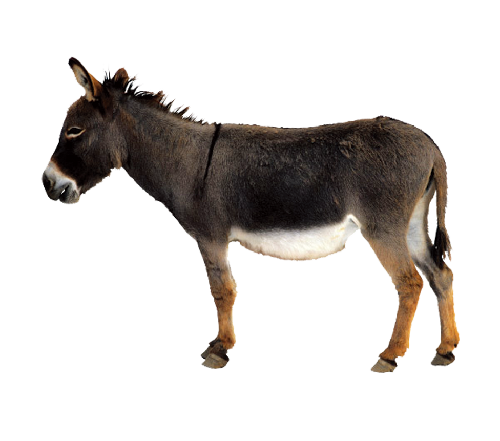 Donkey Horseback Hamster Hyena Unicorn PNG