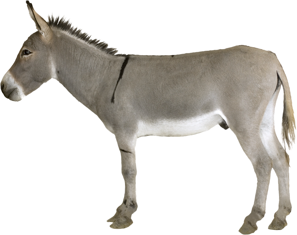 Topic Donkey Puppy Butter Chariot PNG