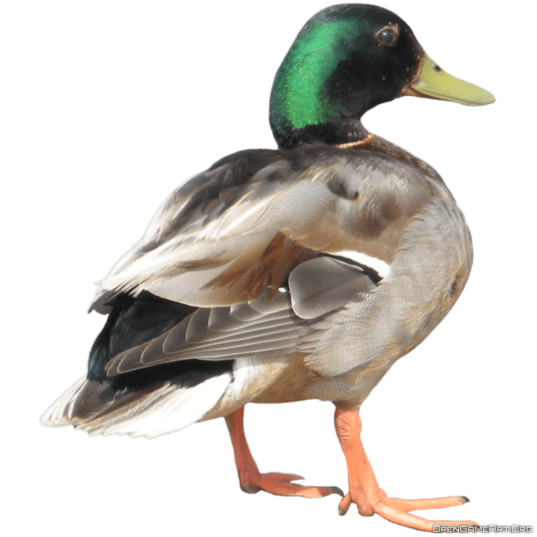 Head Dam Hedge Waterfowl Duck PNG