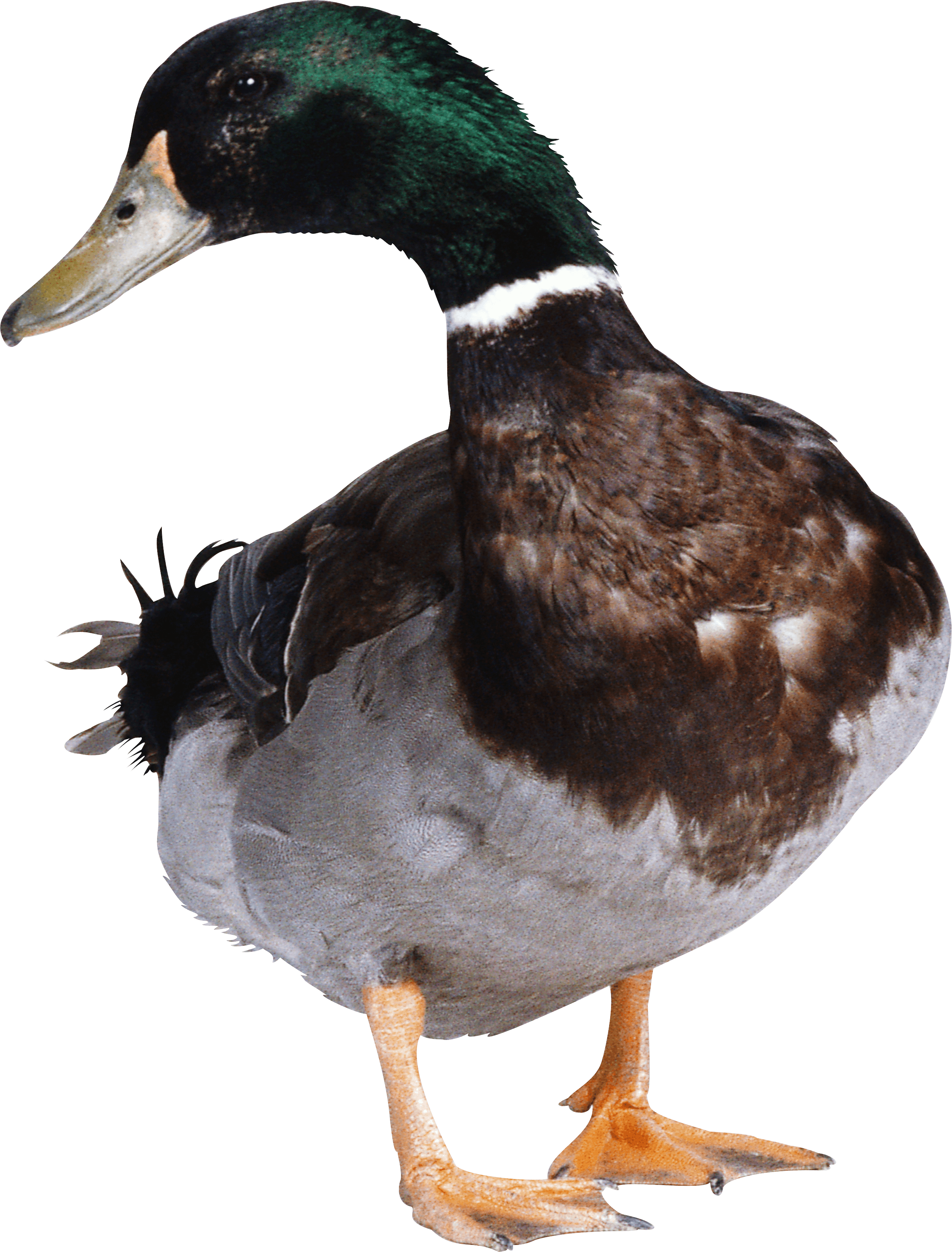 Evade Circus Douse Fauna Canvasback PNG