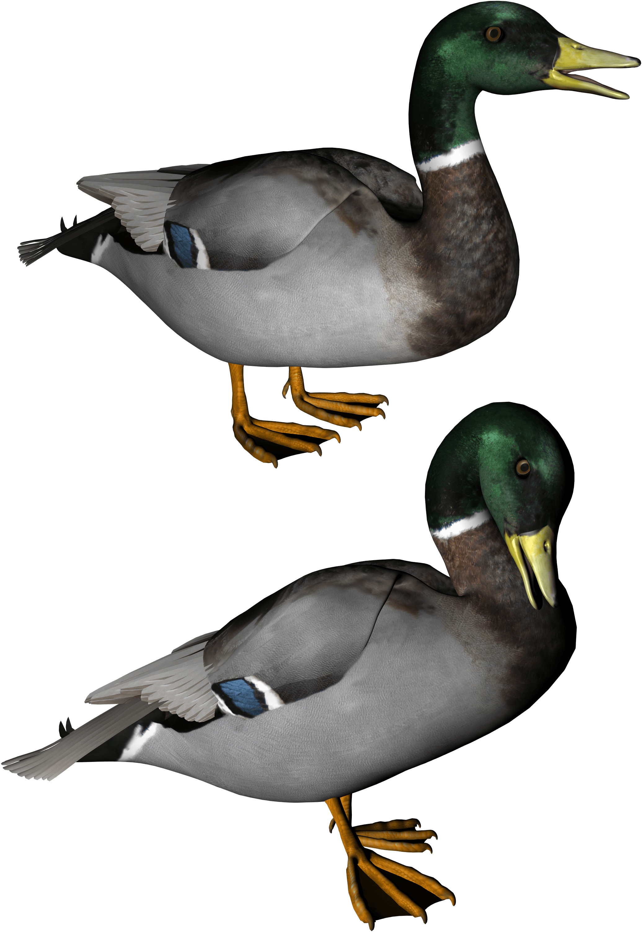 Eider Waterfowl Duck Fudge Vehicle PNG