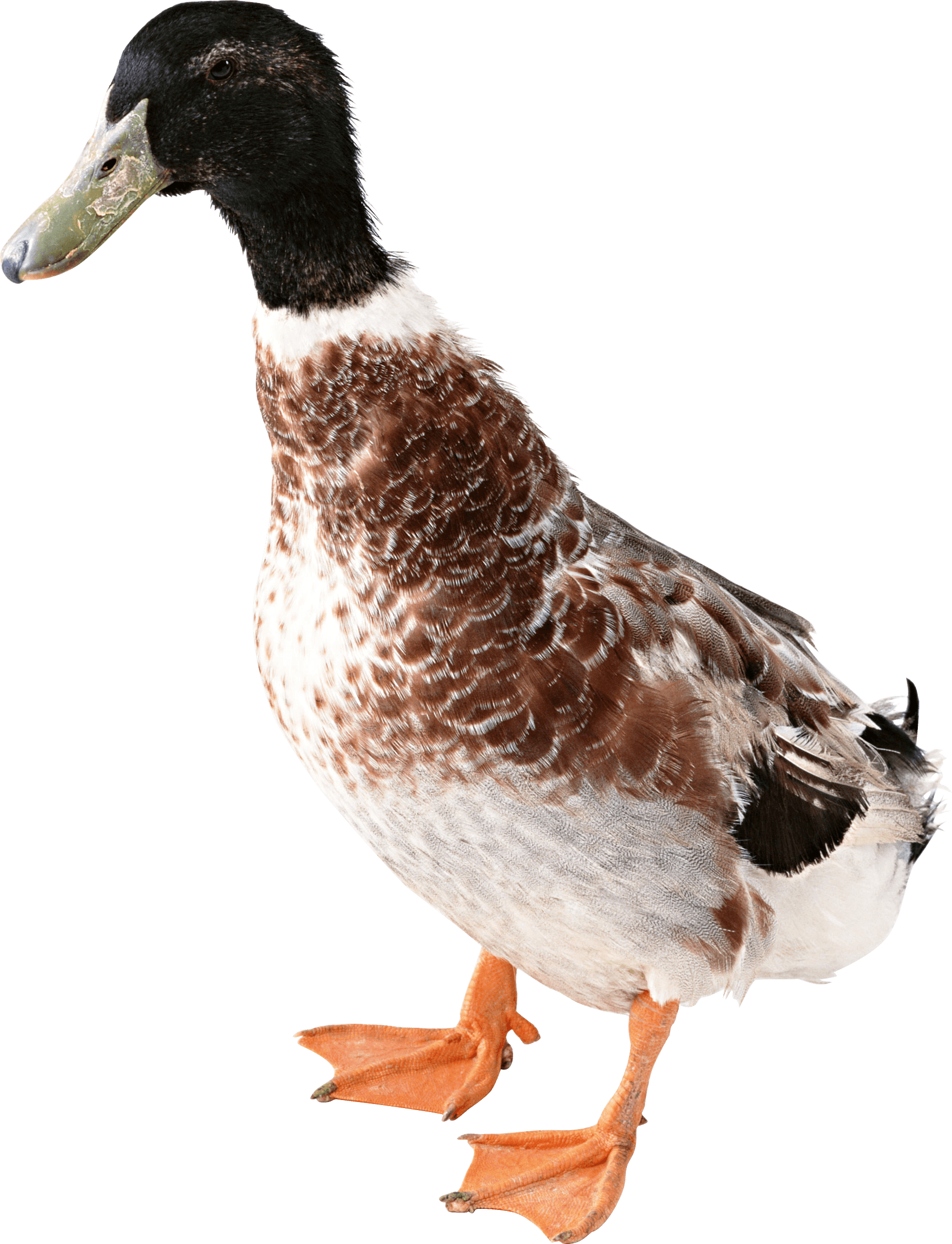Down Canard Duck Hedge Pet PNG